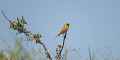 Желчная овсянка фото (Emberiza bruniceps) - изображение №2990 onbird.ru.<br>Источник: avibase.bsc-eoc.org